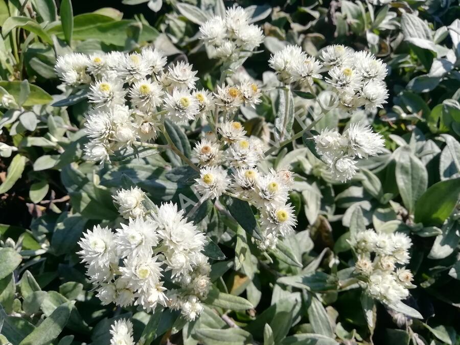 Plesnivka trojžilná 'Silberregen' - Anaphalis triplinervis 'Silberregen'