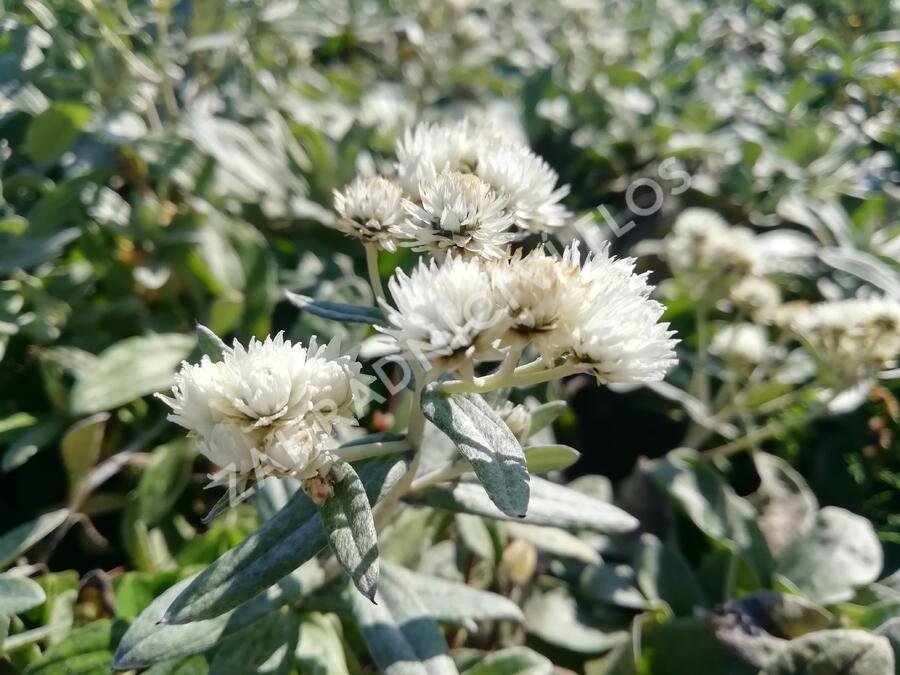 Plesnivka trojžilná 'Silberregen' - Anaphalis triplinervis 'Silberregen'