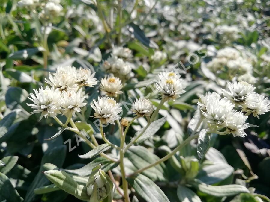Plesnivka trojžilná 'Silberregen' - Anaphalis triplinervis 'Silberregen'
