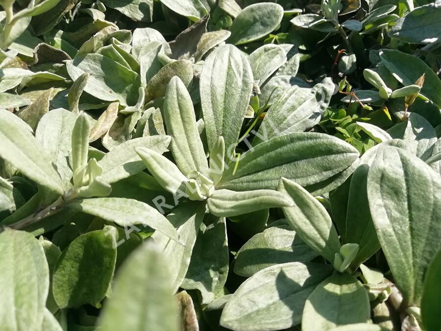 Plesnivka trojžilná 'Silberregen' - Anaphalis triplinervis 'Silberregen'