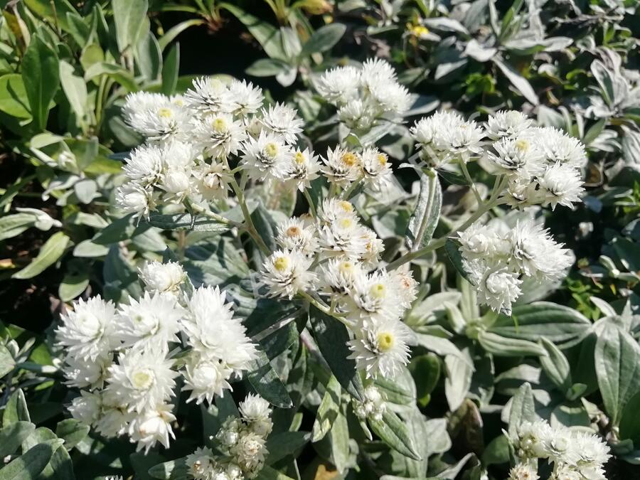 Plesnivka trojžilná 'Silberregen' - Anaphalis triplinervis 'Silberregen'