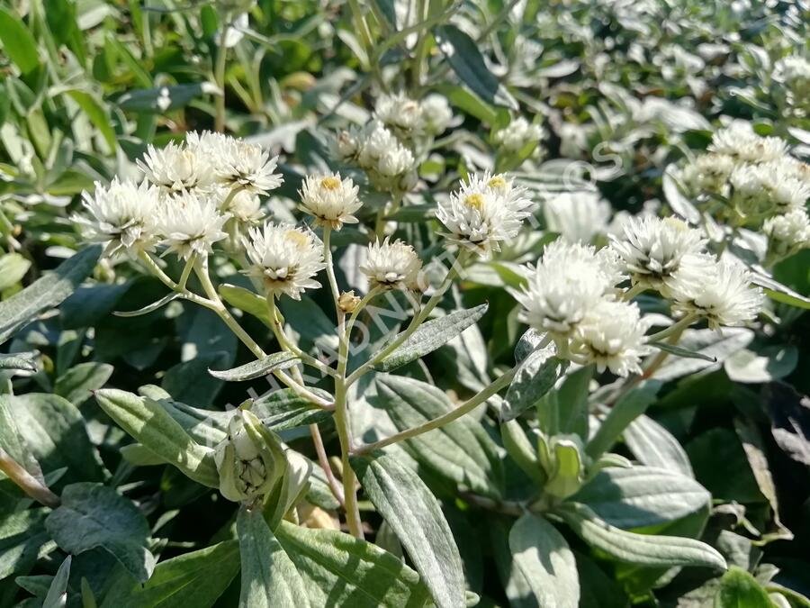 Plesnivka trojžilná 'Silberregen' - Anaphalis triplinervis 'Silberregen'