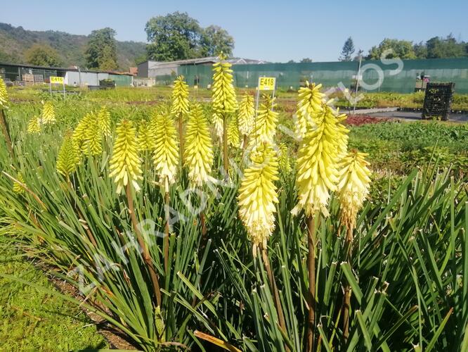 Kleopatřina jehla 'Popsicle Pineapple' - Kniphofia uvaria 'Popsicle Pineapple'