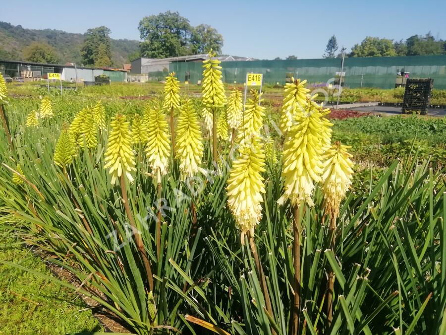 Kleopatřina jehla 'Popsicle Pineapple' - Kniphofia uvaria 'Popsicle Pineapple'