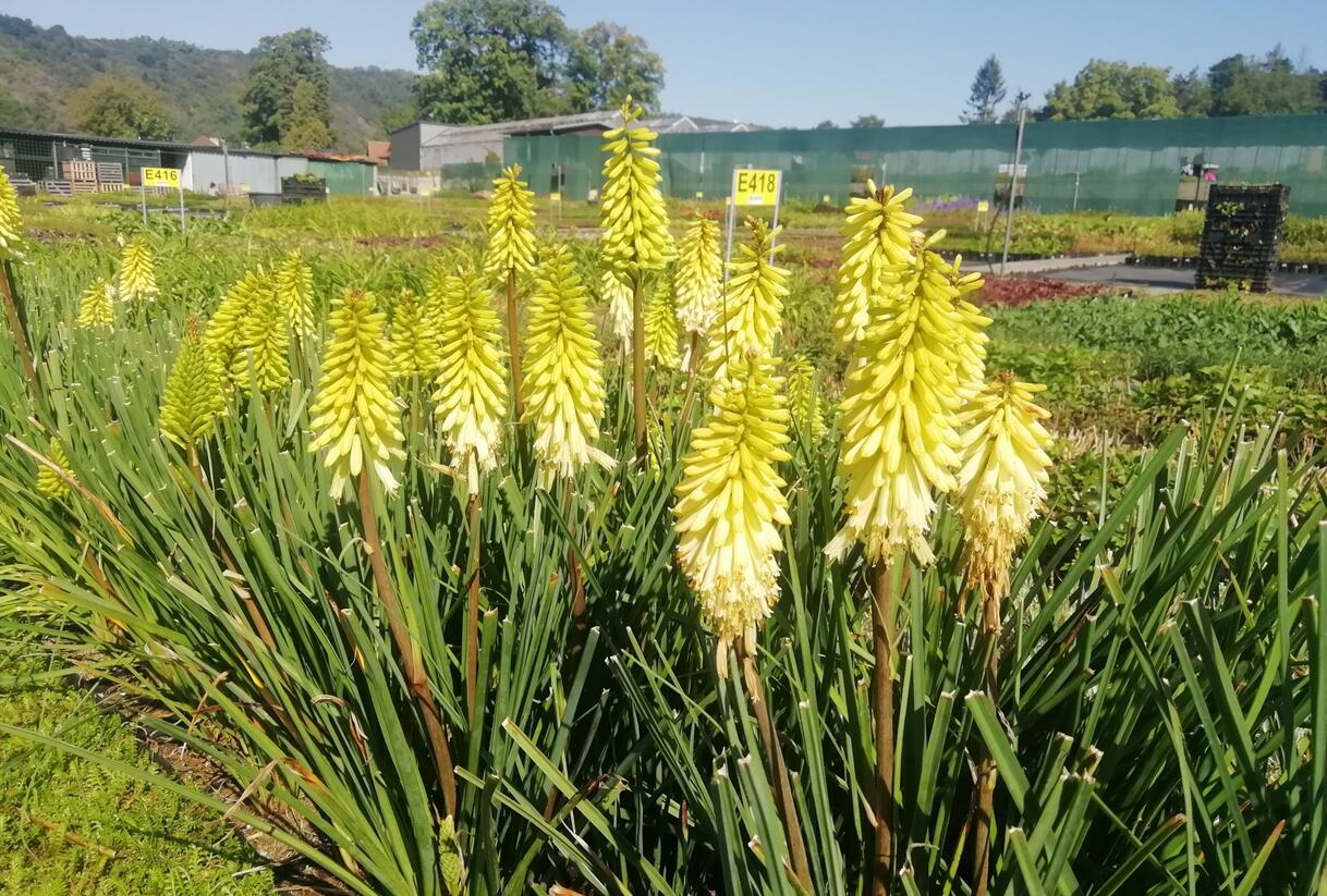 Kleopatřina jehla 'Popsicle Pineapple' - Kniphofia uvaria 'Popsicle Pineapple'