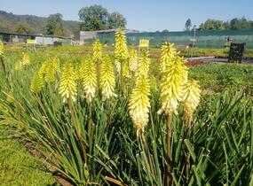 Kleopatřina jehla 'Popsicle Pineapple' - Kniphofia uvaria 'Popsicle Pineapple'