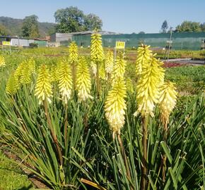 Kleopatřina jehla 'Popsicle Pineapple' - Kniphofia uvaria 'Popsicle Pineapple'