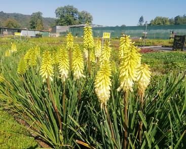 Kleopatřina jehla 'Popsicle Pineapple'