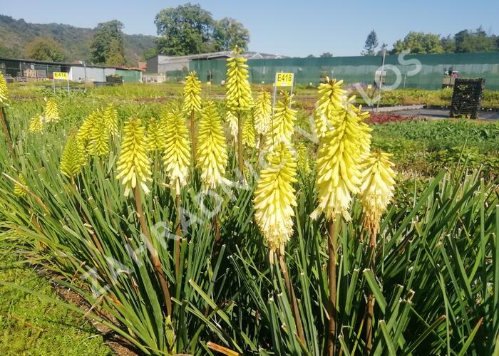 Kleopatřina jehla 'Popsicle Pineapple' - Kniphofia uvaria 'Popsicle Pineapple'