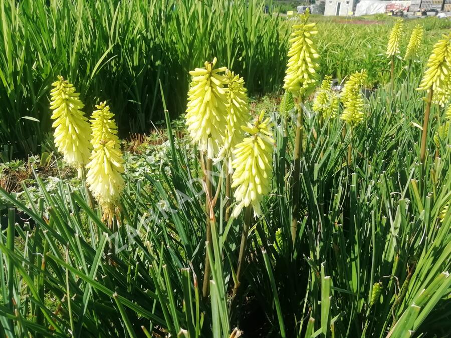 Kleopatřina jehla 'Popsicle Pineapple' - Kniphofia uvaria 'Popsicle Pineapple'