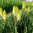 Kleopatřina jehla 'Popsicle Pineapple' - Kniphofia uvaria 'Popsicle Pineapple'