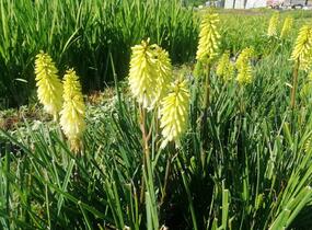 Kleopatřina jehla 'Popsicle Pineapple' - Kniphofia uvaria 'Popsicle Pineapple'