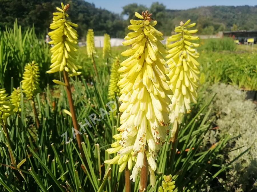 Kleopatřina jehla 'Popsicle Pineapple' - Kniphofia uvaria 'Popsicle Pineapple'