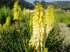 Kleopatřina jehla 'Popsicle Pineapple' - Kniphofia uvaria 'Popsicle Pineapple'