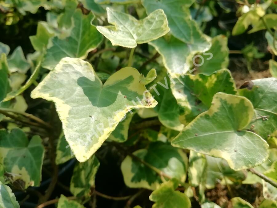 Břečťan popínavý 'Yellow Ripple' - Hedera helix 'Yellow Ripple'