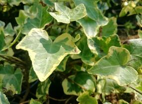 Břečťan popínavý 'Yellow Ripple' - Hedera helix 'Yellow Ripple'