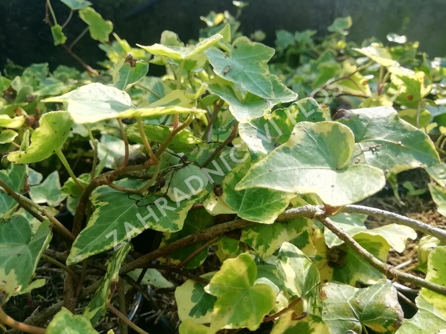 Břečťan popínavý 'Yellow Ripple' - Hedera helix 'Yellow Ripple'
