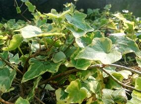 Břečťan popínavý 'Yellow Ripple' - Hedera helix 'Yellow Ripple'