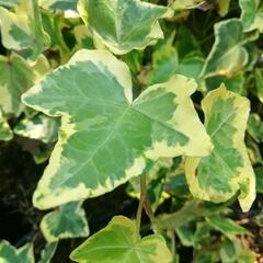 Břečťan popínavý 'Yellow Ripple' - Hedera helix 'Yellow Ripple'