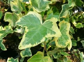Břečťan popínavý 'Yellow Ripple' - Hedera helix 'Yellow Ripple'