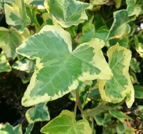 Břečťan popínavý 'Yellow Ripple' - Hedera helix 'Yellow Ripple'