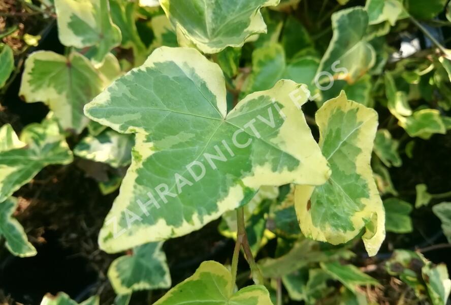 Břečťan popínavý 'Yellow Ripple' - Hedera helix 'Yellow Ripple'