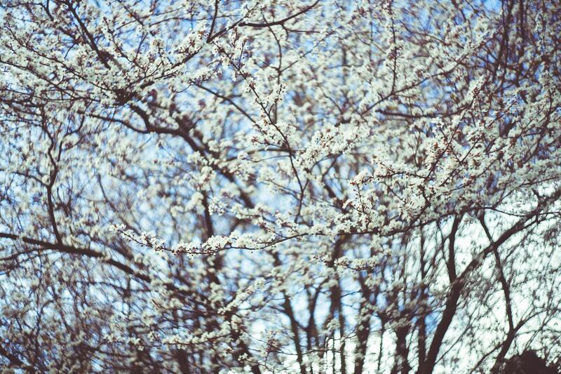 Bíle kvetoucí stromy