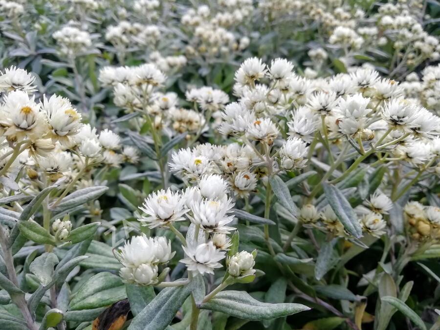 Plesnivka trojžilná 'Silver Wave' - Anaphalis triplinervis 'Silver Wave'