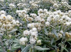 Plesnivka trojžilná 'Silver Wave' - Anaphalis triplinervis 'Silver Wave'