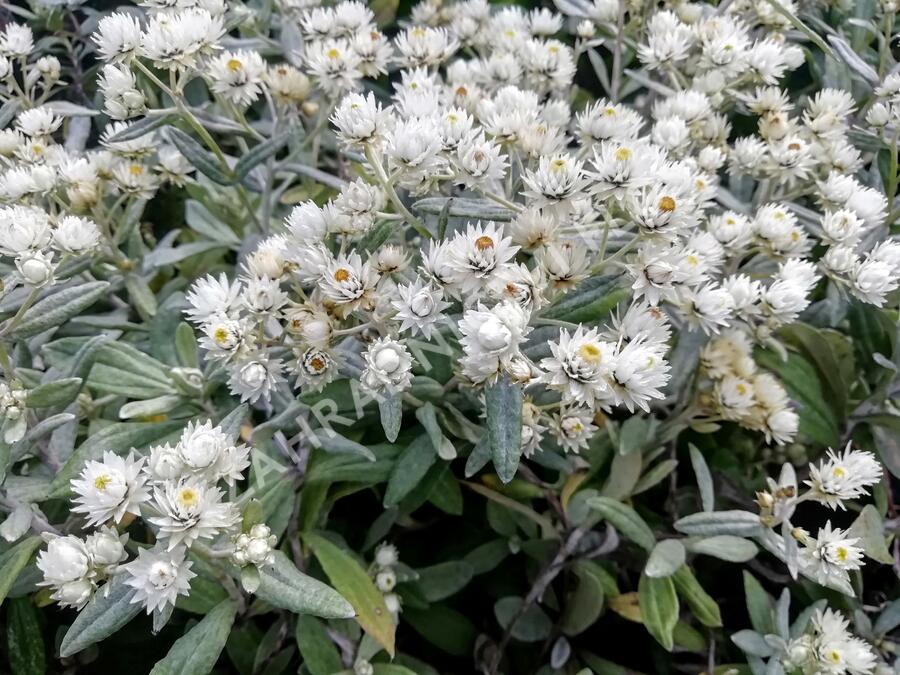 Plesnivka trojžilná 'Silver Wave' - Anaphalis triplinervis 'Silver Wave'