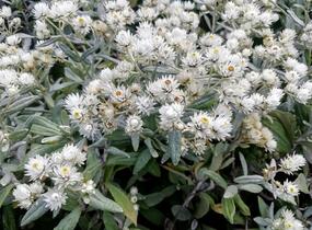 Plesnivka trojžilná 'Silver Wave' - Anaphalis triplinervis 'Silver Wave'