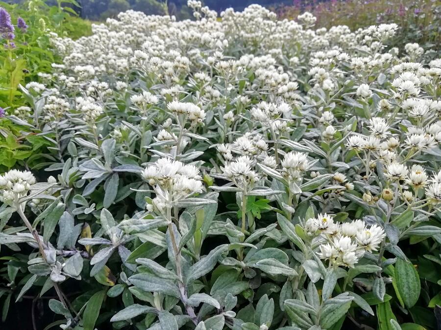 Plesnivka trojžilná 'Silver Wave' - Anaphalis triplinervis 'Silver Wave'