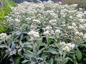 Plesnivka trojžilná 'Silver Wave' - Anaphalis triplinervis 'Silver Wave'