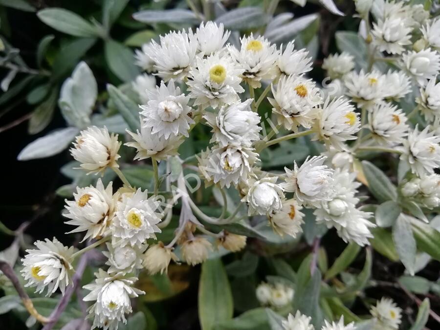 Plesnivka trojžilná 'Silver Wave' - Anaphalis triplinervis 'Silver Wave'