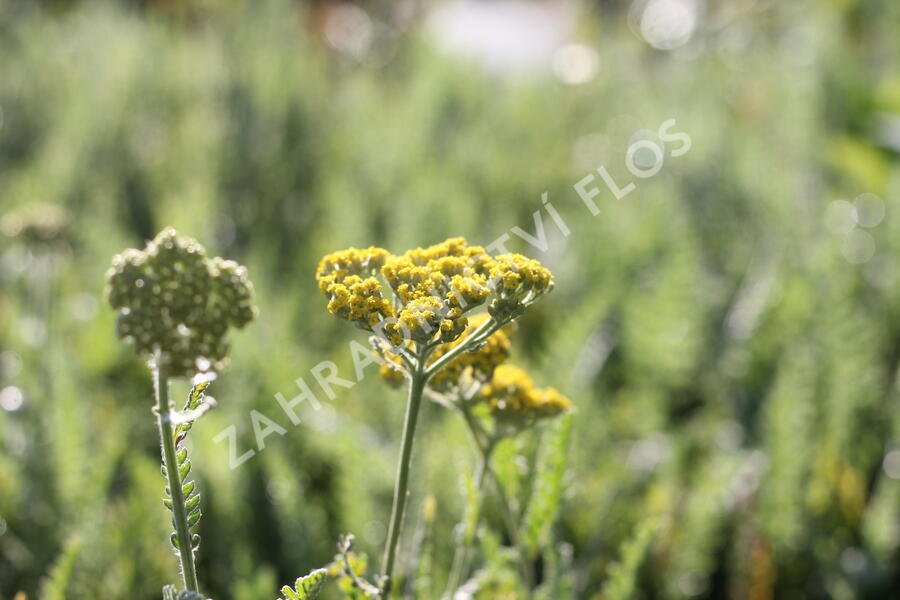 Řebříček tužebníkovitý 'Coronation Gold' - Achillea filipendulina 'Coronation Gold'