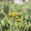 Řebříček tužebníkovitý 'Coronation Gold' - Achillea filipendulina 'Coronation Gold'