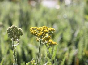 Řebříček tužebníkovitý 'Coronation Gold' - Achillea filipendulina 'Coronation Gold'