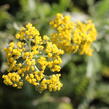 Řebříček tužebníkovitý 'Coronation Gold' - Achillea filipendulina 'Coronation Gold'