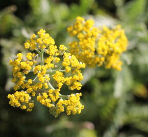 Řebříček tužebníkovitý 'Coronation Gold' - Achillea filipendulina 'Coronation Gold'