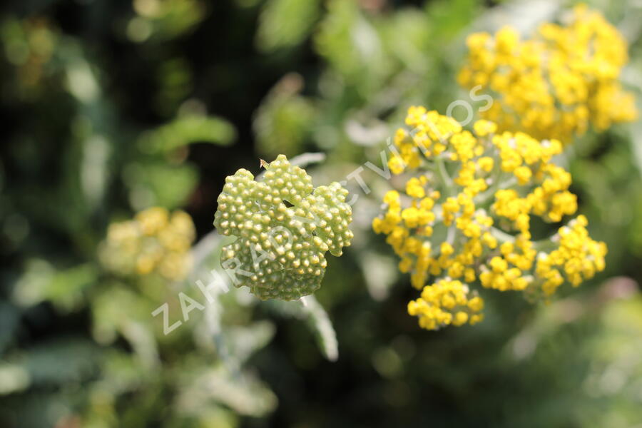 Řebříček tužebníkovitý 'Coronation Gold' - Achillea filipendulina 'Coronation Gold'