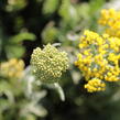 Řebříček tužebníkovitý 'Coronation Gold' - Achillea filipendulina 'Coronation Gold'