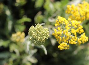 Řebříček tužebníkovitý 'Coronation Gold' - Achillea filipendulina 'Coronation Gold'