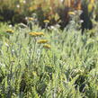 Řebříček tužebníkovitý 'Coronation Gold' - Achillea filipendulina 'Coronation Gold'