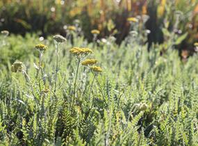 Řebříček tužebníkovitý 'Coronation Gold' - Achillea filipendulina 'Coronation Gold'