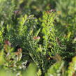 Řebříček tužebníkovitý 'Credo' - Achillea filipendulina 'Credo'