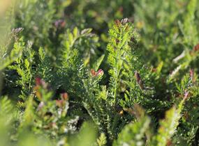 Řebříček tužebníkovitý 'Credo' - Achillea filipendulina 'Credo'