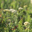 Řebříček tužebníkovitý 'Credo' - Achillea filipendulina 'Credo'