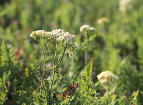 Řebříček tužebníkovitý 'Credo' - Achillea filipendulina 'Credo'
