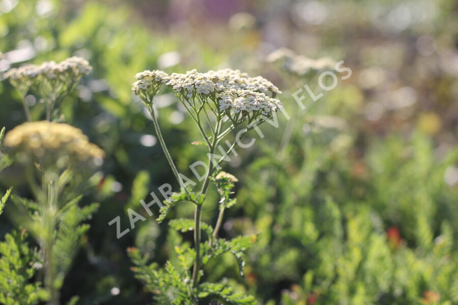 Řebříček tužebníkovitý 'Credo' - Achillea filipendulina 'Credo'