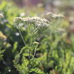 Řebříček tužebníkovitý 'Credo' - Achillea filipendulina 'Credo'